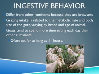 Goat-Production in the Philippines 222.pptx