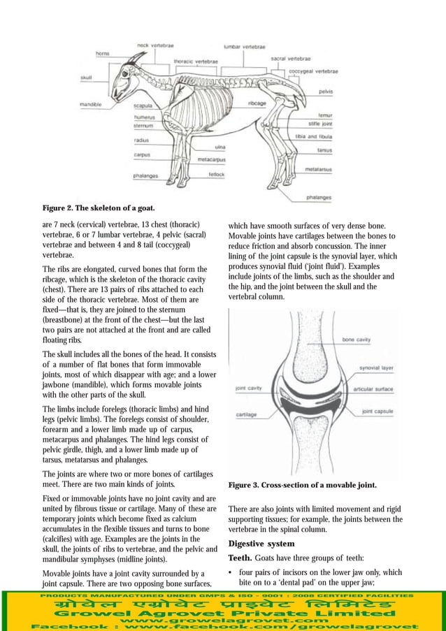 Goat Anatomy & Physiology
