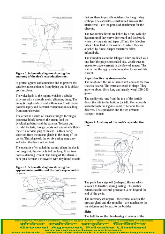 Goat Physiology Pdf – Anatomy and Physiology of the Goat [PDF] – WMQBF