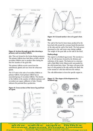 Goat Physiology Pdf – Anatomy and Physiology of the Goat [PDF] – WMQBF