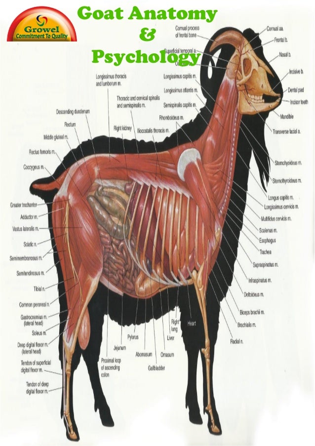 Goat Anatomy & Physiology