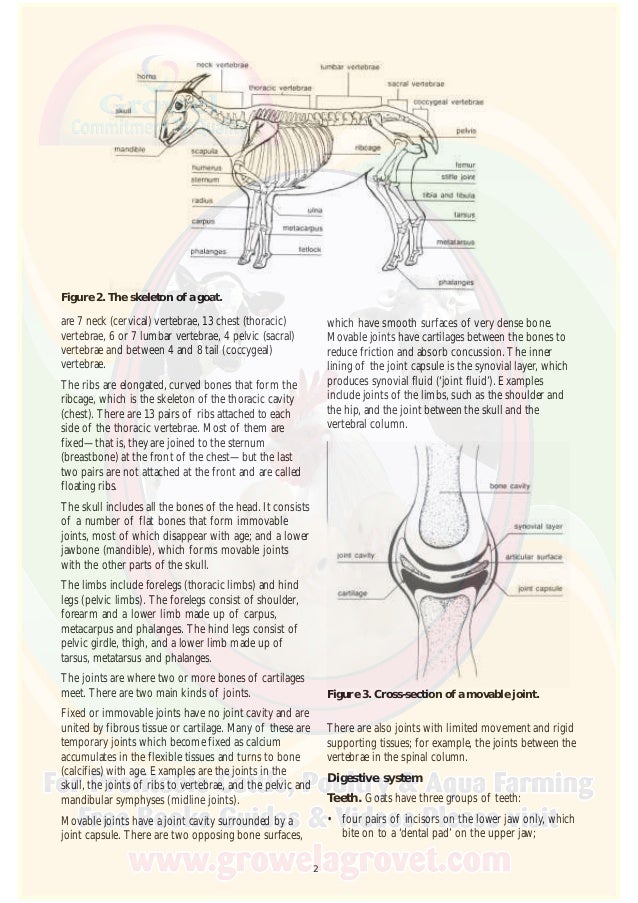 Goat Anatomy & Physiology