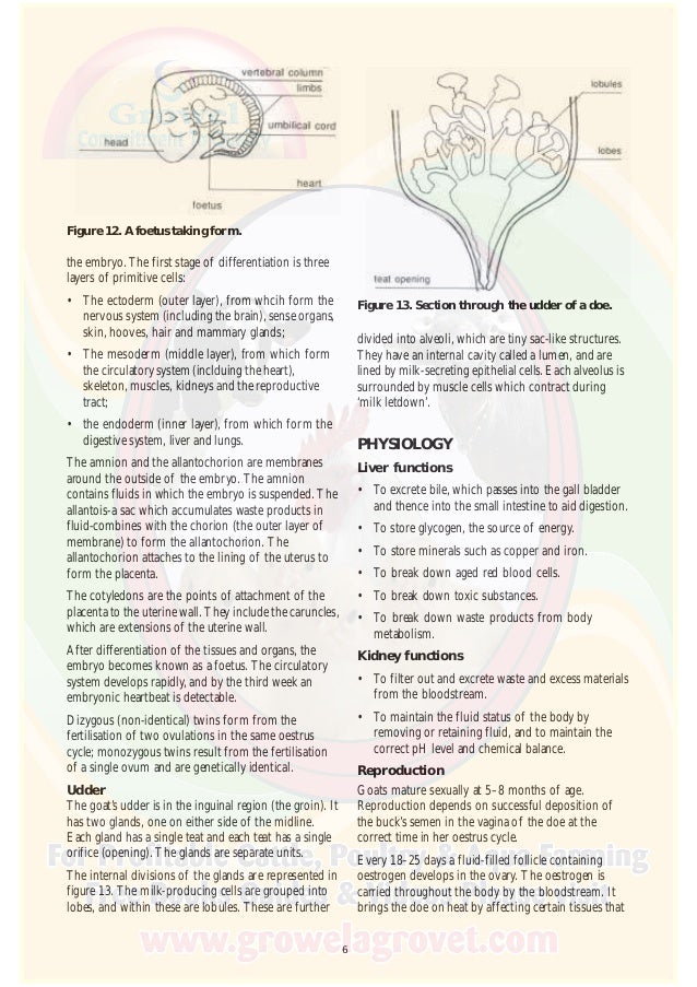 Goat Anatomy & Physiology
