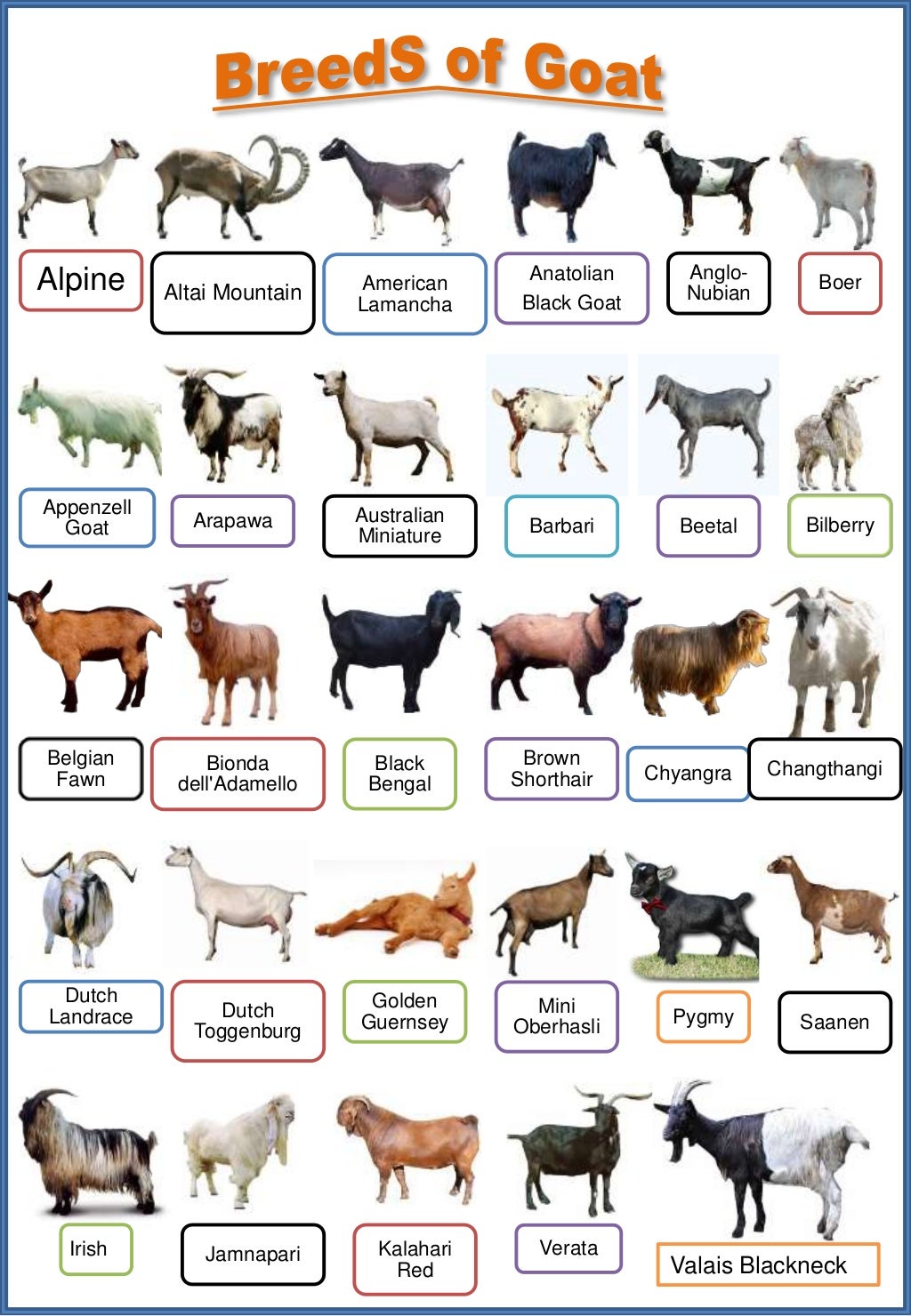 Baby Goat Chart