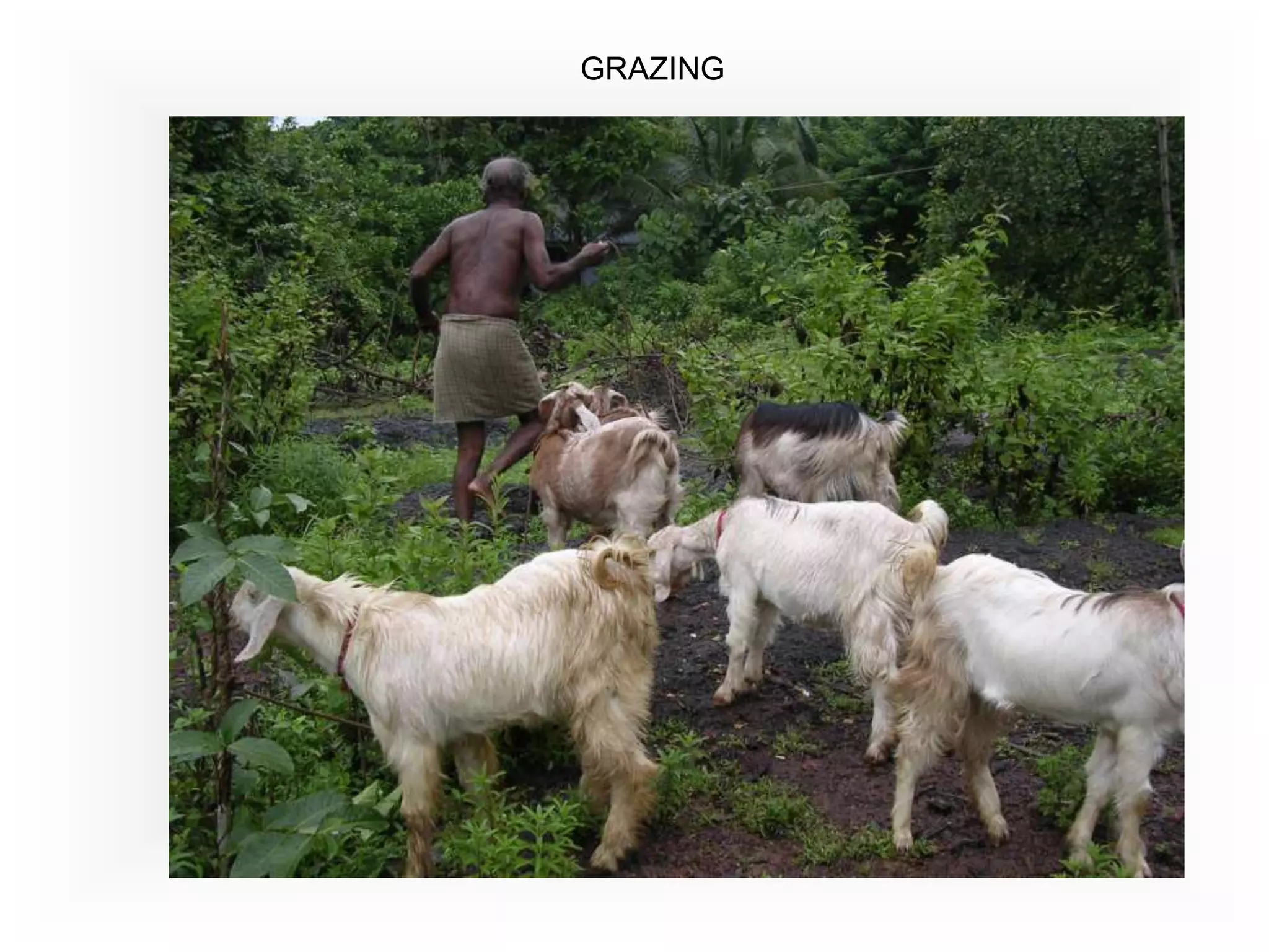 GRAZING
 