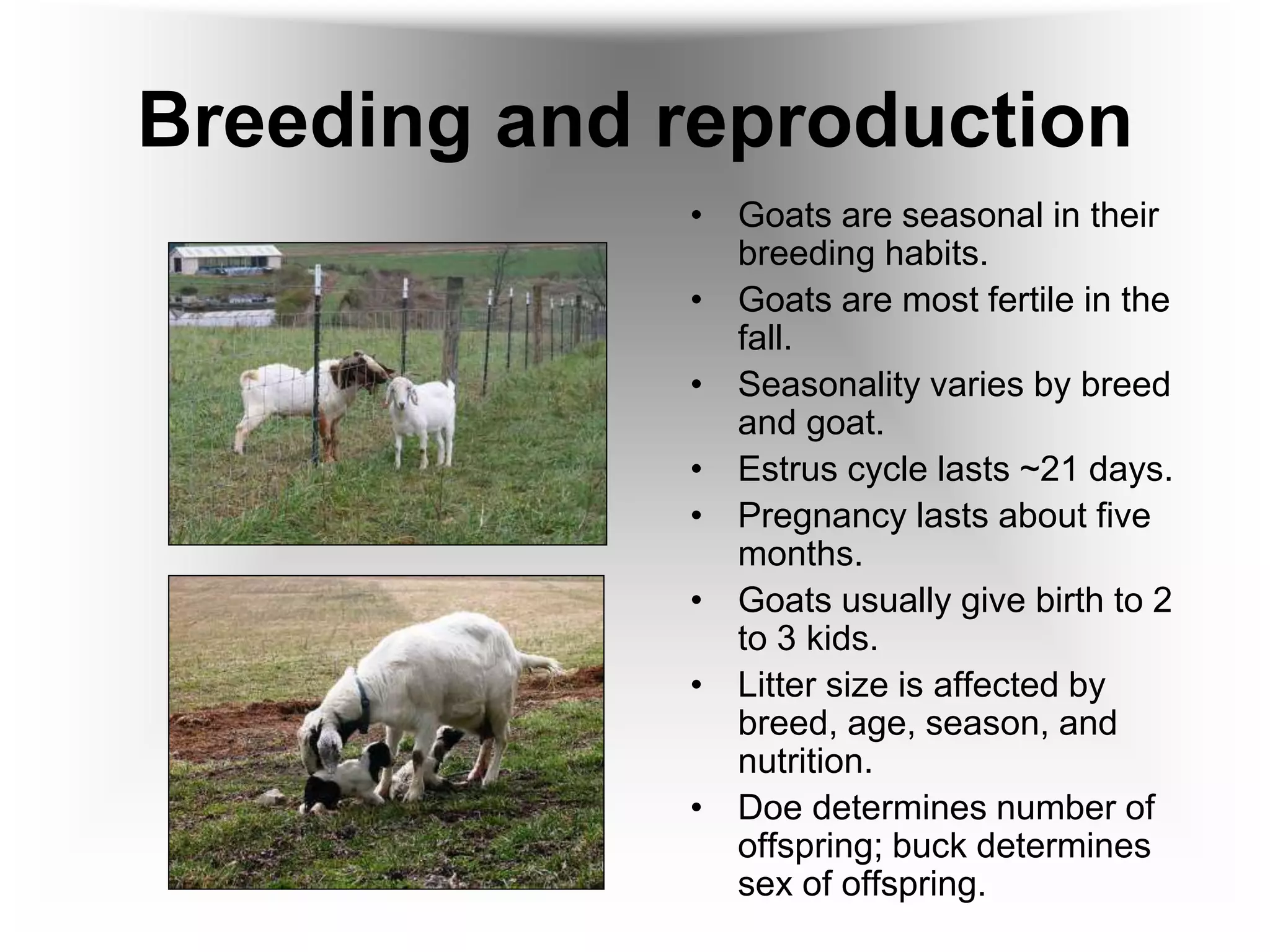 Breeding and reproduction
• Goats are seasonal in their
breeding habits.
• Goats are most fertile in the
fall.
• Seasonality varies by breed
and goat.
• Estrus cycle lasts ~21 days.
• Pregnancy lasts about five
months.
• Goats usually give birth to 2
to 3 kids.
• Litter size is affected by
breed, age, season, and
nutrition.
• Doe determines number of
offspring; buck determines
sex of offspring.
 