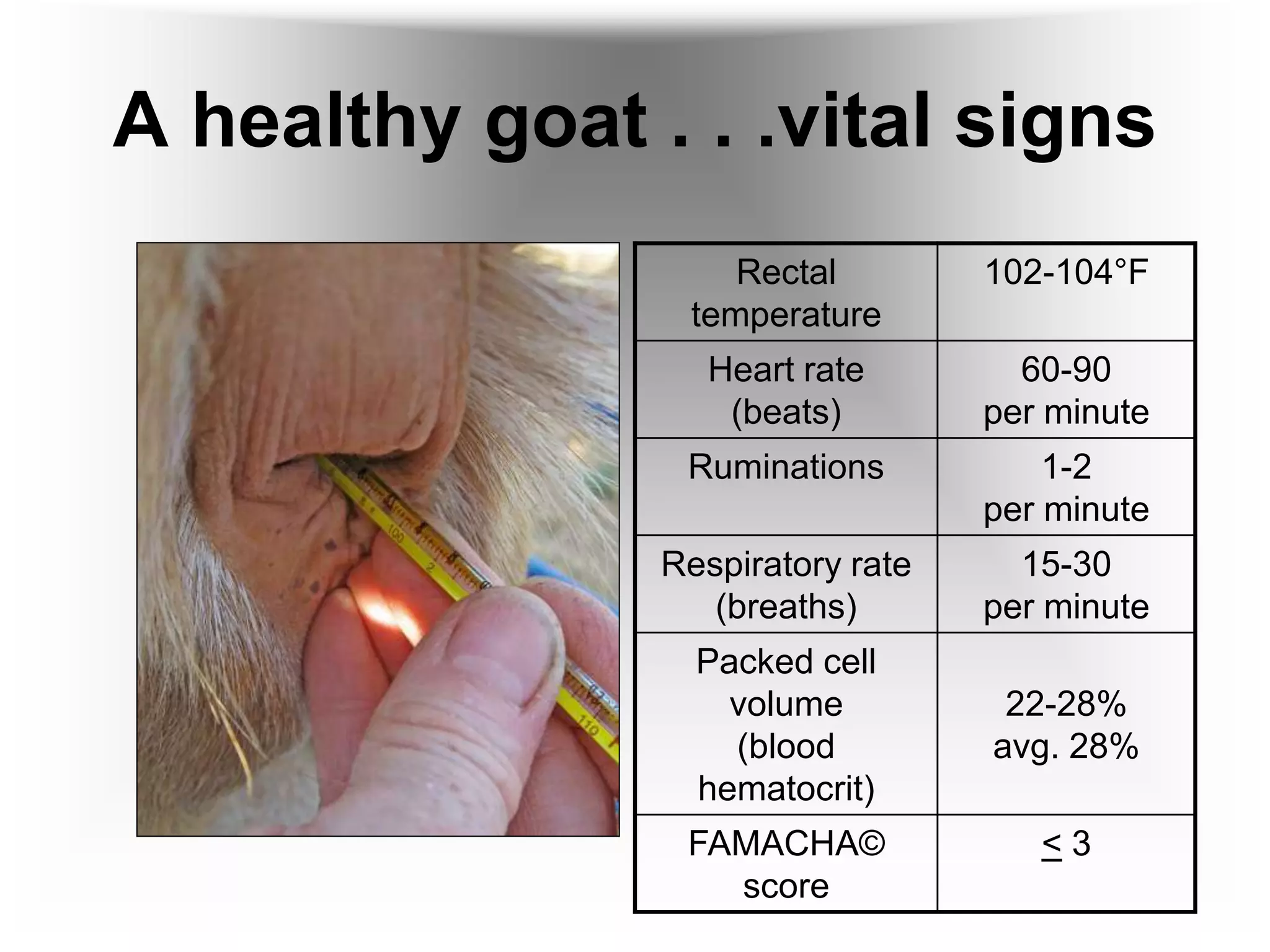 A healthy goat . . .vital signs
Rectal
temperature
102-104°F
Heart rate
(beats)
60-90
per minute
Ruminations 1-2
per minute
Respiratory rate
(breaths)
15-30
per minute
Packed cell
volume
(blood
hematocrit)
22-28%
avg. 28%
FAMACHA©
score
< 3
 
