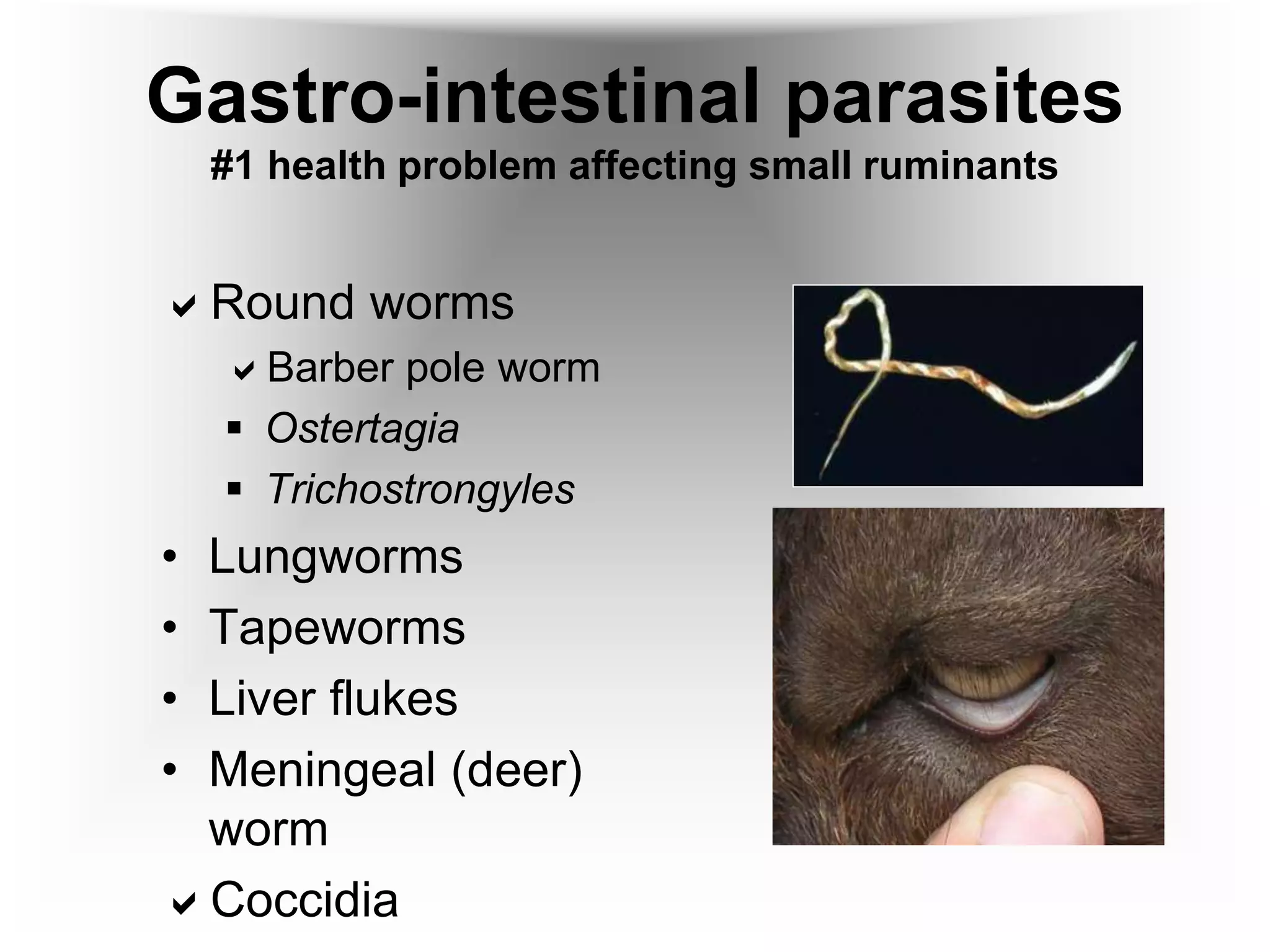 Gastro-intestinal parasites
#1 health problem affecting small ruminants
Round worms
Barber pole worm
 Ostertagia
 Trichostrongyles
• Lungworms
• Tapeworms
• Liver flukes
• Meningeal (deer)
worm
Coccidia
 