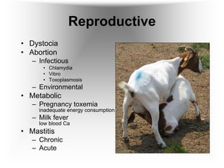 GOAT BREED AND MANAGEMENT ONE.ppt