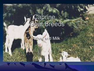 Caprine  Goat Breeds Meat and Milk 