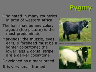 Pygmy
Originated in many countries
in area of western Africa
The hair may be any color,
agouti (top picture) is the
most p...