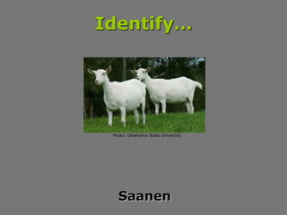 Identify…
Saanen
Photo: Oklahoma State University
 