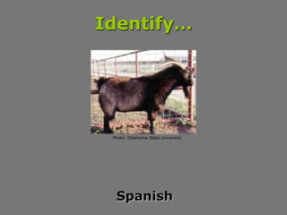 Identify…
Spanish
Photo: Oklahoma State University
 