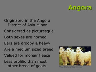 Angora
Originated in the Angora
District of Asia Minor
Considered as picturesque
Both sexes are horned
Ears are droopy & h...
