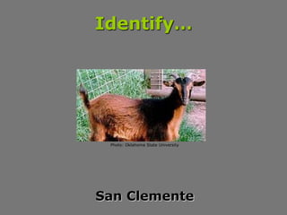 Identify…
San Clemente
Photo: Oklahoma State University
 