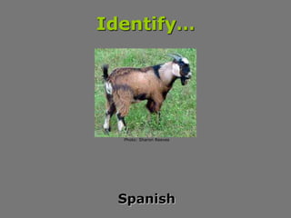 Identify…
Spanish
Photo: Sharon Reeves
 