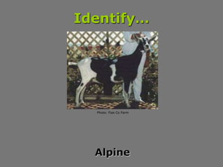 Identify…
Alpine
Photo: Fias Co Farm
 