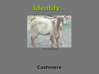 Identify…
Cashmere
Photo: Ol West Farms
 