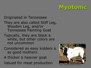 Myotonic
Originated in Tennessee
They are also called Stiff Leg,
Wooden Leg, and/or
Tennessee Fainting Goat
Typically, the...