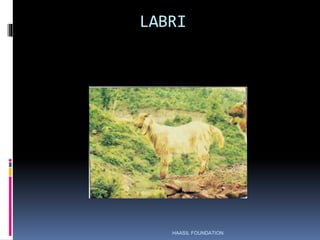 Labasa Goat Goat breeds Pak.ppt