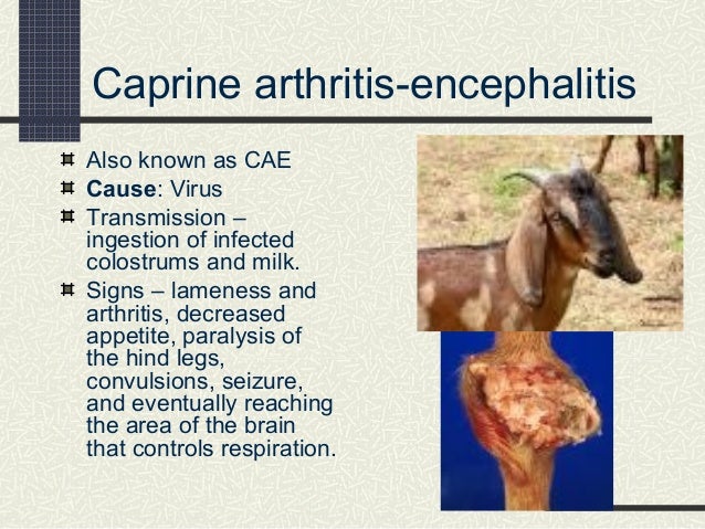 signs of cae in goats signs of cae in goats