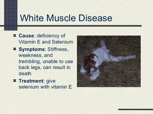white muscle disease barca fontanacountryinn com white muscle disease