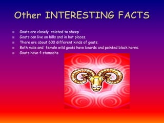 Other INTERESTING FACTS Goats are closely  related to sheep Goats can live on hills and in hot places. There are about 600 different kinds of goats. Both male and  female wild goats have beards and pointed black horns. Goats have 4 stomachs  