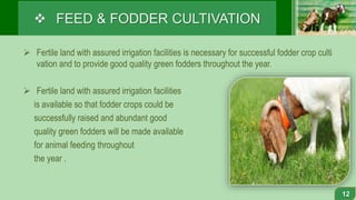 GOAT FARMIG final ppt.pptx