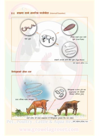 29
uf]nf] h"sf
afv|fsf] cfGb|fdf nfUg]] lkmQ] h"sf (Tape‑Worm)
;|f]tM kz'kfng k'l:tsf, @)^%
kl/kSj ePsf] Pp6f gfDn]
h"sf (Liver Fluke)
%=@	 afv|fdf nfUg] cfGtl/s k/hLjLx? (Internal Parasites)
Pp6f kl/kSj ePsf] lkmQ]h"sf
lkmQ]h"sfsf ;–;fgf 6'q]m efu
(segments) x? afv|fsf]
lb;faf6 hldgdf k'U5g
o:tf] 7fpFdf rg]{ :j:y afv|fx?df tL lkmQ]h"sfsf 6'qmfx? leq k:g ;S5g
lkmQ]h"sfsf] hLjg–rqm
;|f]tM kz'kfng k'l:tsf, @)^%
 