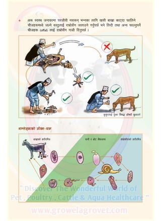 3
c? :j:y hgfj/df k/hLjL g;?g eGgsf nflu v;L afv|f sf6bf kmflng]
rLhx?dWo] hNg] j:t'nfO{ /fd|f];Fu hnfpg] ug'{k5{ eg] lnbL tyf cGo kmfNg'kg]{
rLhx? (offal) nfO{ /fd|f];Fu uf8L lbg'k5{ .
á
gfDn]h"sfsf] hLjg–rqm
afv|fsf] z/L/leq kfgL / af]6 la?jfdf z+v]sL/fsf] z/L/leq
s's'/nfO{ h'sf lj?4 cf}ifwL v'jfpg]
 