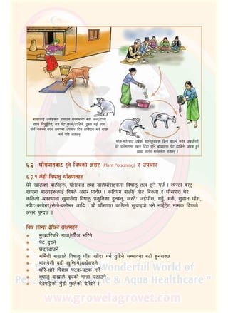 34
afv|fnfO{ pgLx?n] krfpg ;Sg]eGbf a9L cGg÷bfgf
vfg lbg'x'Fb}g, gq k]6 k'mNg]÷9fl8g], 9':; eO{ ;f;
km]g{ g;Sg] eP/ ;dodf pkrf/ lbg ;lsPg eg] afv|f
dg{ klg ;S5g
ef]h–et]/af6 pa|]sf] vfg]s'/fx? lsg kmfNg] eg]/ hah{:tL
w]/} kl/df0fdf vfg lbFbf klg afv|fx? k]6 9fl8g], ckr x'g]
Joyf nfu]/ dg{;d]t ;S5g .
^=@	 3fF;kftaf6 x'g] ljifsf] c;/ (Plant Poisoning) / pkrf/
^=@=!	s]xL ljiffn' 3fF;kftx?
w]/} vfnsf afnLx?, 3fF;kft tyf 8fn]3fF;x?df ljiffn' tTj x'g] u5{ . To:tf j:t'
vfPdf afv|fx?nfO{ ljifn] c;/ kfb{5 . sltko afnL÷ jf]6 la?jf / 3fF;kft w]/}
slnnf] cj:yfdf v'jfpFbf ljiffn' k|s[ltsf x'G5g, h:t}M hO{3fF;, ux'F, ds}, ;'8fg 3fF;,
:jL6–Snf]e/÷;]tf]–Snf]e/ cflb . oL 3fF;kft slnnf] v'jfOof] eg] gfO{6]«6 gfds ljifsf]
c;/ k'Ub5 .
ljif nfUbf b]lvg] nIf0fx?
d'vjl/kl/ ufh÷kmLFh el/g]
k]6 b'Vg]
56k6fpg]
ule{0fL afv|fn] ljiffn' 3fF; vfFbf ue{ t'lxg] ;Defjgf a9L x'g;S5
df+;k];L a9L v'lDrg]÷yy{/fpg]
yf]/}–yf]/} lk;fa k6s–k6s ug]{
b"wfn' afv|fn] b"wsf] dfqf 36fpg]
b]a|]kl§sf] e'F8L k'mn]sf] b]lvg] .
á
á
á
á
á
á
á
á
 