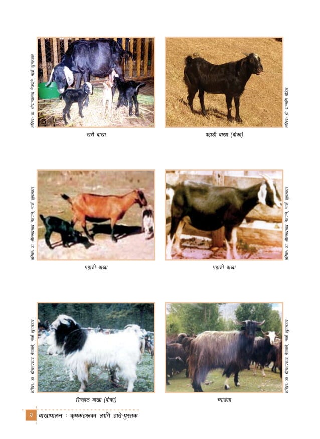 Goat Farming In Nepal PDF