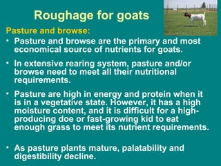 Roughage for goats
Pasture and browse:
• Pasture and browse are the primary and most
economical source of nutrients for goats.
• In extensive rearing system, pasture and/or
browse need to meet all their nutritional
requirements.
• Pasture are high in energy and protein when it
is in a vegetative state. However, it has a high
moisture content, and it is difficult for a high-
producing doe or fast-growing kid to eat
enough grass to meet its nutrient requirements.
• As pasture plants mature, palatability and
digestibility decline.
 