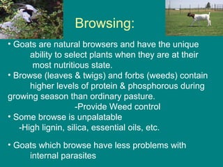 • Goats are natural browsers and have the unique
ability to select plants when they are at their
most nutritious state.
• Browse (leaves & twigs) and forbs (weeds) contain
higher levels of protein & phosphorous during
growing season than ordinary pasture.
-Provide Weed control
• Some browse is unpalatable
-High lignin, silica, essential oils, etc.
• Goats which browse have less problems with
internal parasites
Browsing:
 