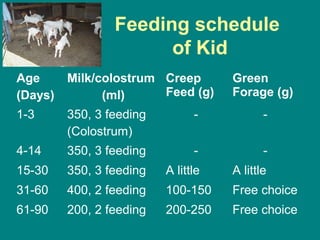 Feeding schedule
of Kid
Age
(Days)
Milk/colostrum
(ml)
Creep
Feed (g)
Green
Forage (g)
1-3 350, 3 feeding
(Colostrum)
- -
4-14 350, 3 feeding - -
15-30 350, 3 feeding A little A little
31-60 400, 2 feeding 100-150 Free choice
61-90 200, 2 feeding 200-250 Free choice
 