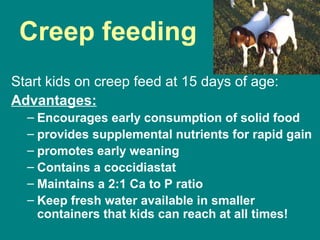 Creep feeding
Start kids on creep feed at 15 days of age:
Advantages:
– Encourages early consumption of solid food
– provides supplemental nutrients for rapid gain
– promotes early weaning
– Contains a coccidiastat
– Maintains a 2:1 Ca to P ratio
– Keep fresh water available in smaller
containers that kids can reach at all times!
 