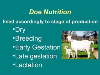 Doe Nutrition
Feed accordingly to stage of production
•Dry
•Breeding
•Early Gestation
•Late gestation
•Lactation
 