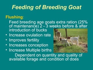 Feeding of Breeding Goat
Flushing:
Feed breeding age goats extra ration (25%
of maintenance) 2 - 3 weeks before & after
introduction of bucks
• Increase ovulation rate
• Improves fertility
• Increases conception
• Increase Multiple births
Dependent on quantity and quality of
available forage and condition of does
 