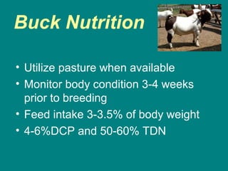 Buck Nutrition
• Utilize pasture when available
• Monitor body condition 3-4 weeks
prior to breeding
• Feed intake 3-3.5% of body weight
• 4-6%DCP and 50-60% TDN
 