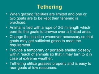 Tethering
• When grazing facilities are limited and one or
two goats are to be kept then tehering is
practiced.
• Animal is tied with a rope of 3-5 m length which
permits the goats to browse over a limited area.
• Change the location whenever necessary so that
goats may get sufficient grass to meet the
requirement.
• Provide a temporary or portable shelter closeby
within reach of animals so that it may turn to it in
case of extreme weather.
• Tethering utilize grasses properly and is easy to
rear goats at low resources.
 