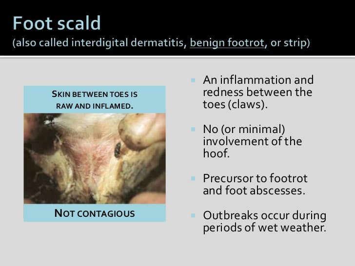 Goat hoof health and management