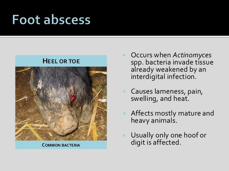 Goat hoof health and management