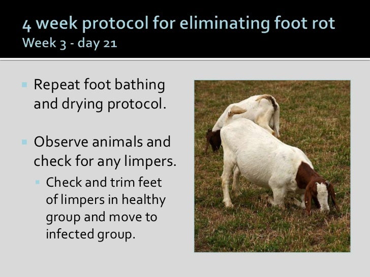 Goat hoof health and management