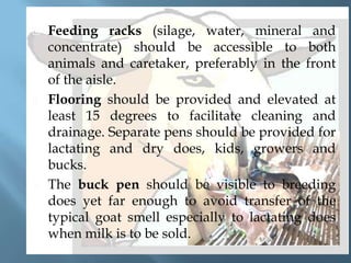 





Feeding racks (silage, water, mineral and
concentrate) should be accessible to both
animals and caretaker, preferably in the front
of the aisle.
Flooring should be provided and elevated at
least 15 degrees to facilitate cleaning and
drainage. Separate pens should be provided for
lactating and dry does, kids, growers and
bucks.
The buck pen should be visible to breeding
does yet far enough to avoid transfer of the
typical goat smell especially to lactating does
when milk is to be sold.

 
