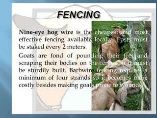 



Nine-eye hog wire is the cheapest and most
effective fencing available locally. Posts must
be staked every 2 meters.
Goats are fond of pounding their feet and
scraping their bodies on the fences so it must
be sturdily built. Barbwire fencing requires a
minimum of four strands so it becomes more
costly besides making goats prone to wounds.

 
