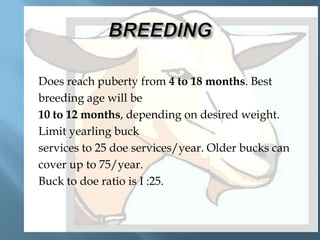 








Does reach puberty from 4 to 18 months. Best
breeding age will be
10 to 12 months, depending on desired weight.
Limit yearling buck
services to 25 doe services/year. Older bucks can
cover up to 75/year.
Buck to doe ratio is I :25.

 