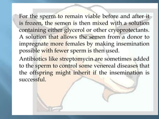 



For the sperm to remain viable before and after it
is frozen, the semen is then mixed with a solution
containing either glycerol or other cryoprotectants.
A solution that allows the semen from a donor to
impregnate more females by making insemination
possible with fewer sperm is then used.
Antibiotics like streptomycin are sometimes added
to the sperm to control some venereal diseases that
the offspring might inherit if the insemination is
successful.

 