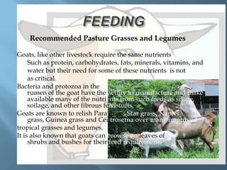 A.

Recommended Pasture Grasses and Legumes

Goats, like other livestock require the same nutrients
Such as protein, carbohydrates, fats, minerals, vitamins, and
water but their need for some of these nutrients is not
as critical.
Bacteria and protozoa in the
rumen of the goat have the ability to manufacture and make
available many of the nutrients from such feeds as silage, haysoilage, and other fibrous feedstuffs.
Goats are known to relish Para grass, Star grass, Napier
grass, Guinea grass and Centrosema over many improved
tropical grasses and legumes.
It is also known that goats can browse on leaves of
shrubs and bushes for their feed requirements.

 