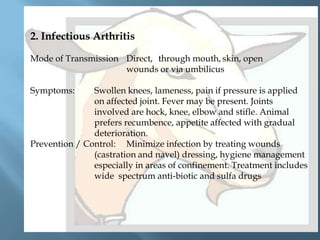 2. Infectious Arthritis
Mode of Transmission Direct, through mouth, skin, open
wounds or via umbilicus
Symptoms:

Swollen knees, lameness, pain if pressure is applied
on affected joint. Fever may be present. Joints
involved are hock, knee, elbow and stifle. Animal
prefers recumbence, appetite affected with gradual
deterioration.
Prevention / Control: Minimize infection by treating wounds
(castration and navel) dressing, hygiene management
especially in areas of confinement. Treatment includes
wide spectrum anti-biotic and sulfa drugs

 