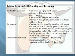 4. Sore Mouth /ORF/Contagious Ecthyma
Mode of transmission:

Symptoms:

Prevention/Treatment:

Contaminated equipment, fences,
manure, bedding and feeds
Over crowding
Contaminated vehicles and workers
Infected suckling Iambs, contaminated teats and
udders of dams
Characterized by papules, pustules, vesicles and
scabs on the skin of the face, genitalia and feet,
mucous of the mouth, rumen, nostrils eyelids,gums,
tongue, palate and middle ear. Occurs commonly to
less than one-year-old sheep/ goat, and feedlot
Iambs 3- 7 months of age.
Vaccinate feedlot Iambs after entering
the fattening facilities
vaccinate suckling Iambs 1-3 days of age

 